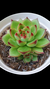 Agavoides Moonstone P09 na internet