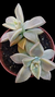 Graptophetallum Paraguaiense Variegata P09 na internet