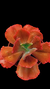 Echeveria Gibbiflora H2 Gladis Cuervas P15 (Emite Carunculas) - comprar online