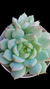 Echeveria Elation (Dupla) P09 - comprar online