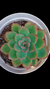 Echeveria Pink Line P09 - comprar online