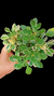 Aeonium Domesticum Variegata P09 - comprar online