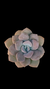Grap Margareth Rose P09 - comprar online