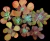 KIT B8 GIBBIFLORAS (GRANDE PORTE) P12 - comprar online