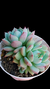 Echeveria Prisma (Dupla) P09 na internet