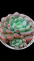 Graptoveria Snow Peach P09 na internet