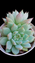 Echeveria Thinghinshu (Dupla) P09 - comprar online