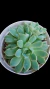 Echeveria Blood Swallon P09 - comprar online