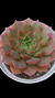 Echeveria Cinzia P09 - comprar online