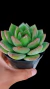 Echeveria Chandon P09 na internet