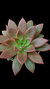 Echeveria Clarice Espanha P09 - comprar online