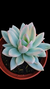 Pachyveria Simonoasa Variegata P09 na internet