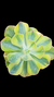 Echev Gibb Efant Variegata P09 - comprar online