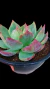 Echeveria CASIO (Importada da Coréia) Cuia 15 - comprar online