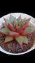 Echeveria Purpussorum X Romeu P09 - comprar online