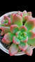 Graptoveria Chanel (Dupla ou Muda) P09 - comprar online