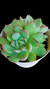 Echeveria Labios Rosados P09 na internet