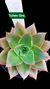 Echeveria Green smille P09 - comprar online