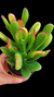 Kalanchoe Orelha de Fiona P09 - comprar online