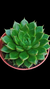Echeveria Setorum Victor P09 - comprar online