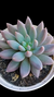 Pachyphytum Devil Fingers (Korean) P09 - comprar online