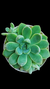 Echeveria Ice Berg P09 na internet