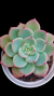 Echeveria Salmon P09 - comprar online