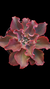 Echeveria Gibbiflora Fury P15 - comprar online