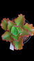 Echeveria Gibbiflora DORABELLA P15 na internet