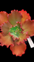 Echeveria Gibbiflora Fenema P15 (Emite carunculas) - comprar online