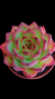 Echeveria Fire Pillar P09 - comprar online