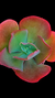 Gibbiflora Bumps P09 - comprar online