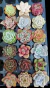 Kit 18 Echeveria Plug - comprar online