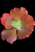 Echeveria Gibbiflora RED BUBLLES P15 na internet