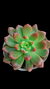Echeveria Chanel P09 - comprar online