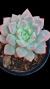 Echeveria Violet Magic P09 - comprar online