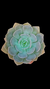 Echeveria Diva P09 - comprar online