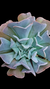 Echeveria Swan Lake (Dupla ou Muda) P09 - comprar online