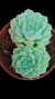 Echeveria Alba Mini P09 - comprar online