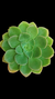 Echev Pulvinata Nobile P09 - comprar online