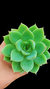Echeveria Aksu P09 - Maria Rita Suculentas