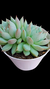 Echeveria Thinghinshu (Dupla) P09 - Maria Rita Suculentas