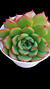 Echeveria Treassure (Dupla ou Muda) P09 na internet