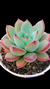 Agavoide Colorata Desert Harmony P09 na internet