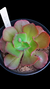 Gibbiflora Liú (Sai Carunculas) P15 na internet