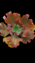 Echeveria Gibbiflora AVOCADO P15 - comprar online