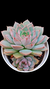 Echeveria Marpin P09 - comprar online