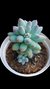 Pachyphytum Baby Fingers P09 - comprar online
