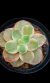 Echeveria Suyon Variegata P09 na internet