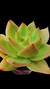 Echeveria Green Lotus P09 - comprar online